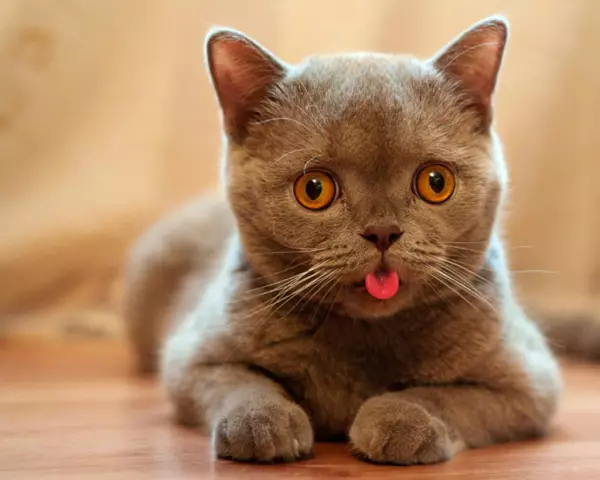 Почему моя фотогенная кошка никогда не станет лучшей моделью