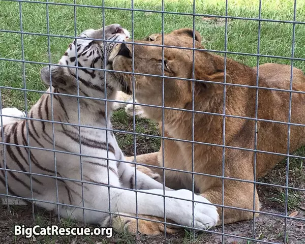 Big Cat Rescue спасает пленных диких кошек от пренебрежения, злоупотребления