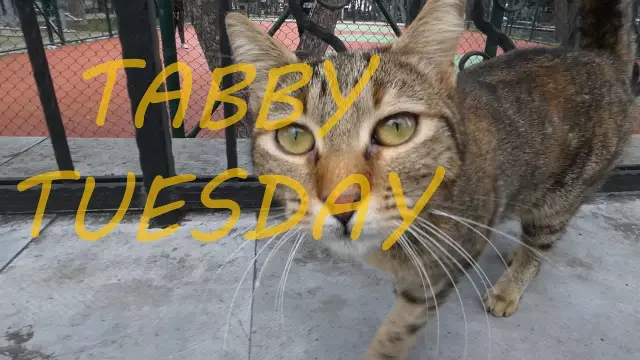 Tabby Tuesday: Как Tabby Получил "M"