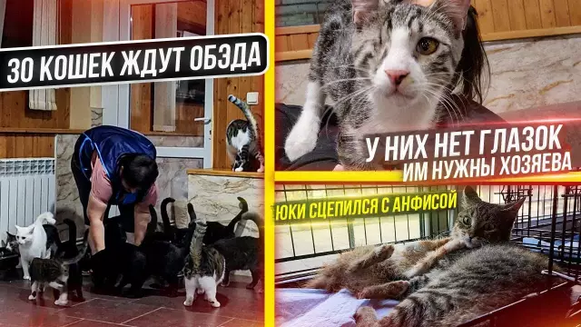 Не позволяйте кошачьим страшным историям остановить вас от принятия кошек в вашей заботе