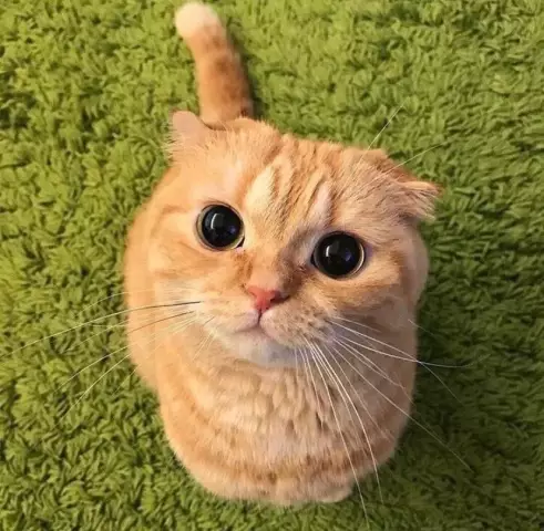 Можете ли вы описать связь человека / кота в словах?