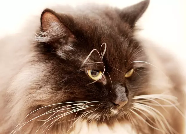 Cat показывает отсутствие указания увидеть новую царапину