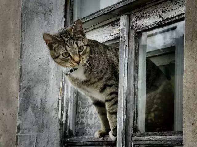 Докажите, эти кошки любят мотоциклы, и эти фотографии