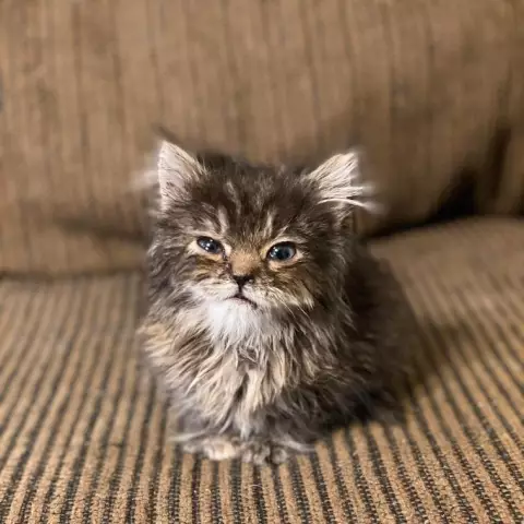 12 кошек Рождества: Маленький Медведь