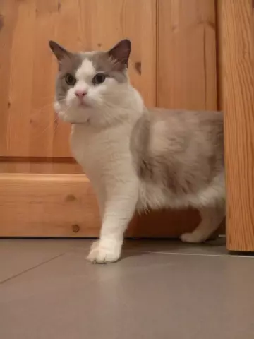 Познакомьтесь с Ragdoll: большой, выложенной косой кошкой