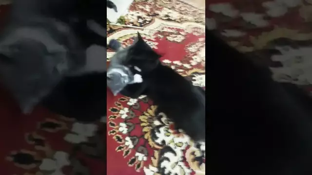 5 звуков, которые вызывают мои коты каждый раз