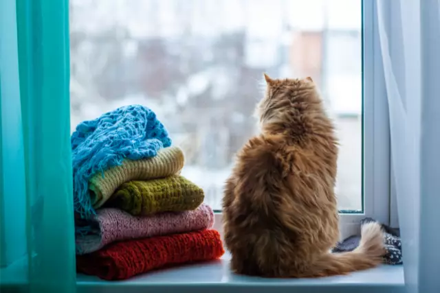 5 способов остановить вашу кошку от падения из окна