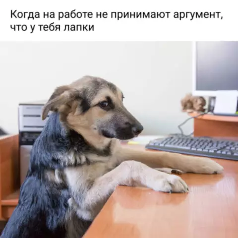 Где найти большой парк собак рядом с вами