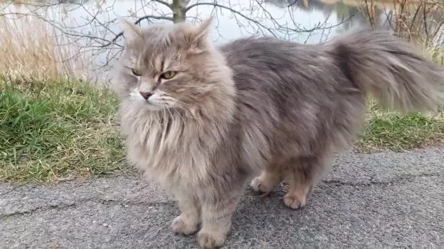 Чья это прогулка?