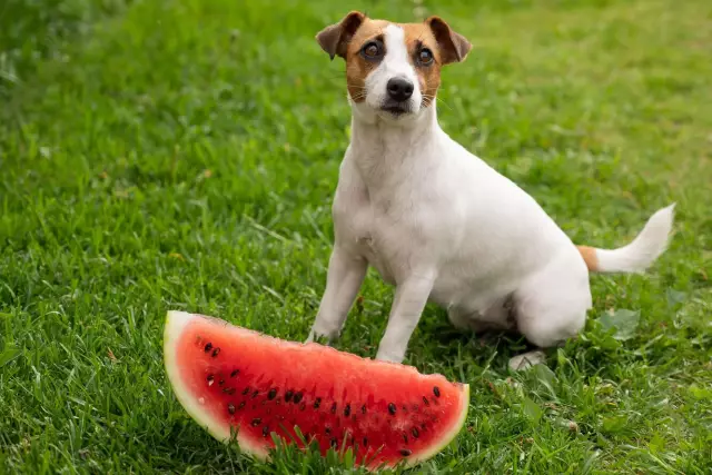 Можно ли принести страшных собак в парк собак?