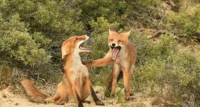 Мои собаки улучшили мой брак; Позвольте мне рассказать о путях