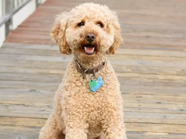 Labradoodle: Познакомьтесь с гибридной породой собак