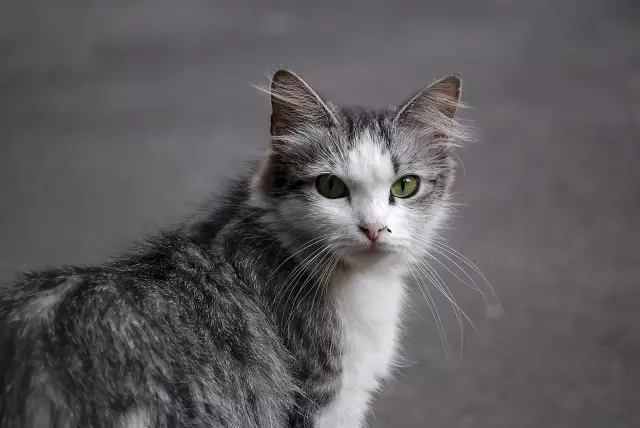 Кошка дня: Джейк