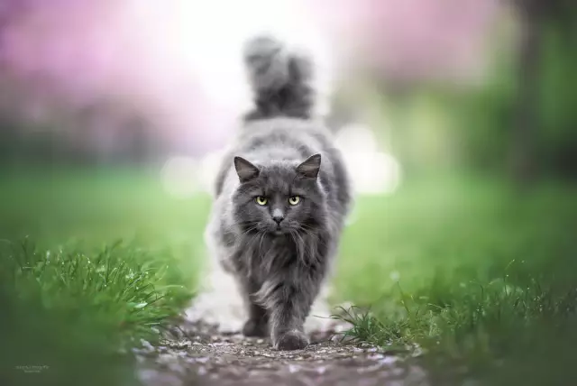 Кошка идет за блошиной ванной, но вместо этого подвергается эвтаназии