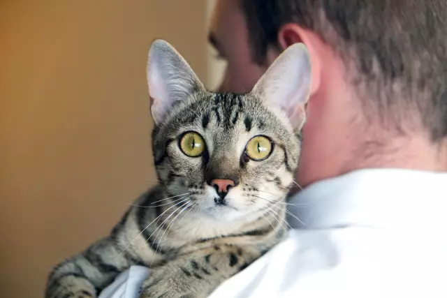 Знакомьтесь с Cleo the Cat, Total Glamourpuss в Хьюстоне