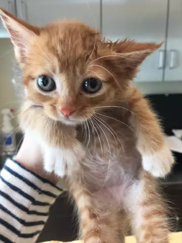 ASPCA предлагает 10 способов сэкономить деньги на ветеринарной помощи