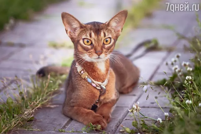 7 причин, по которым моя кошка рада, что у нее никогда не было котят