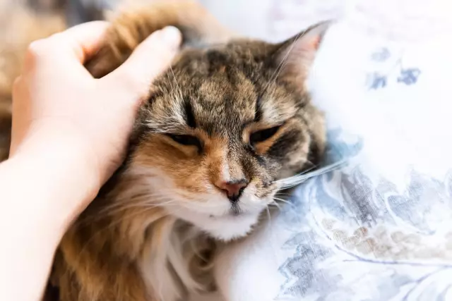 Может ли FIV + Cats жить с другими кошками? Наконец, исследование, в котором говорится «да»