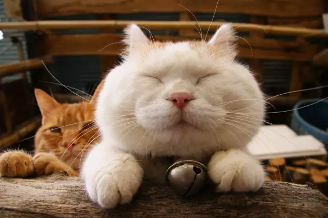 Как ваш кот реагирует на кошку?