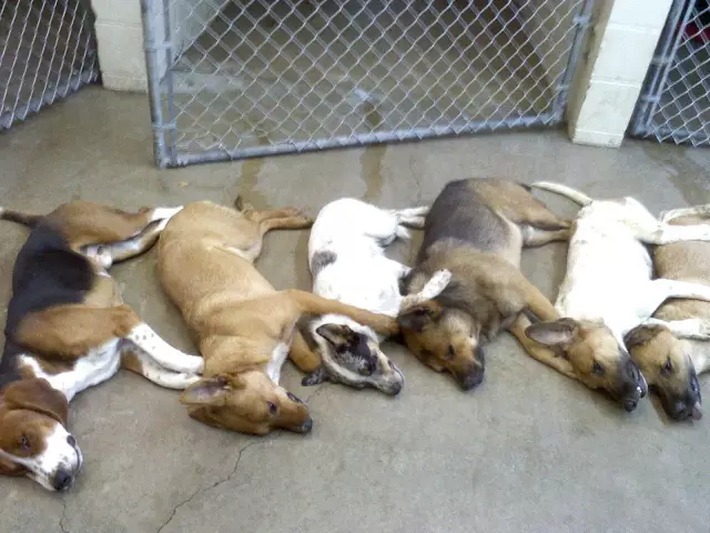 Hey Southern Kill Shelters: вы плаваете в котятах? Пожалуйста, отправьте их на север
