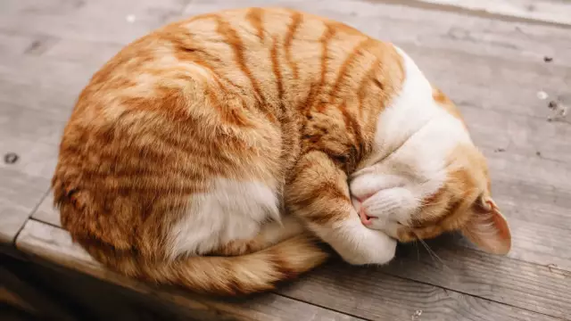 Cat Sleeping Positions: Какое у вас любимое открытие вашего Китти?