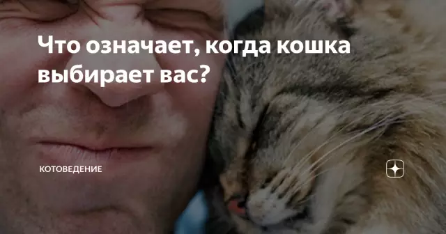 6 вещей, которые птицы думают о кошках