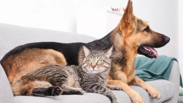 Ножницы и домашние животные не смешиваются