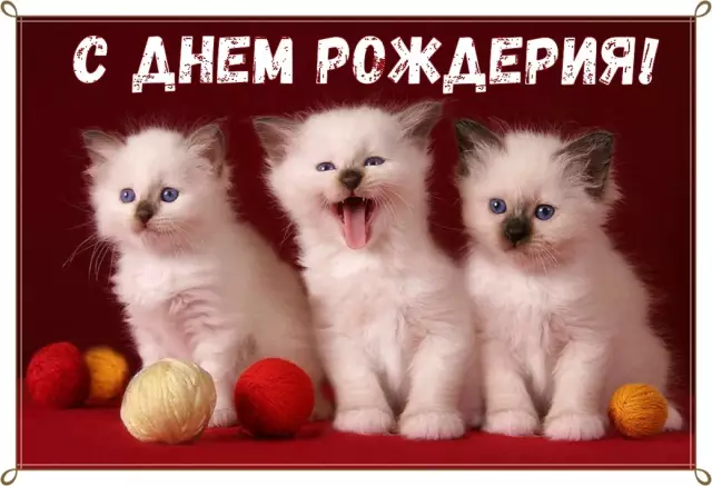 6 советов по бросанию большой вечеринки с днем рождения для вашей кошки
