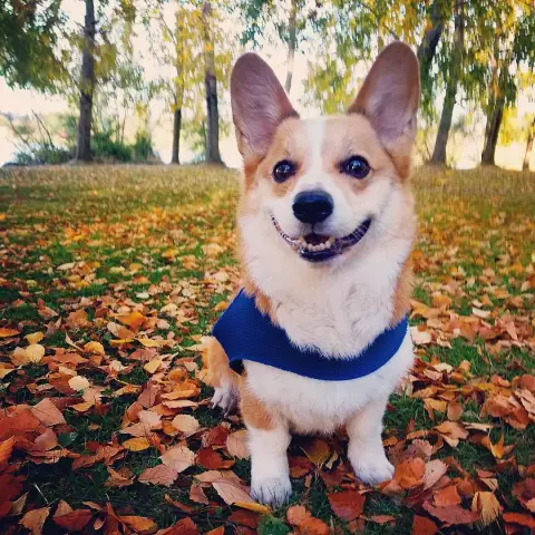 Познакомиться с Pembroke Welsh Corgi: Foxy Charmer