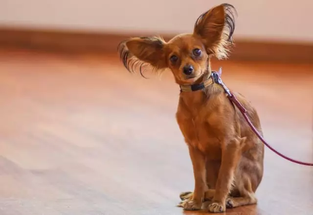 Познакомьтесь с Toy Toy Terrier: Джек всех профессий