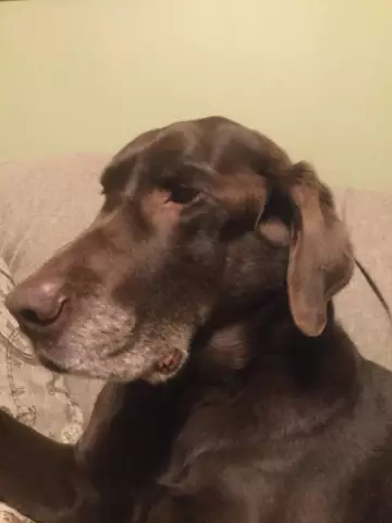 Встречайте Ben Jacobs и Duke the Dog, команду за монитором активности Whistle