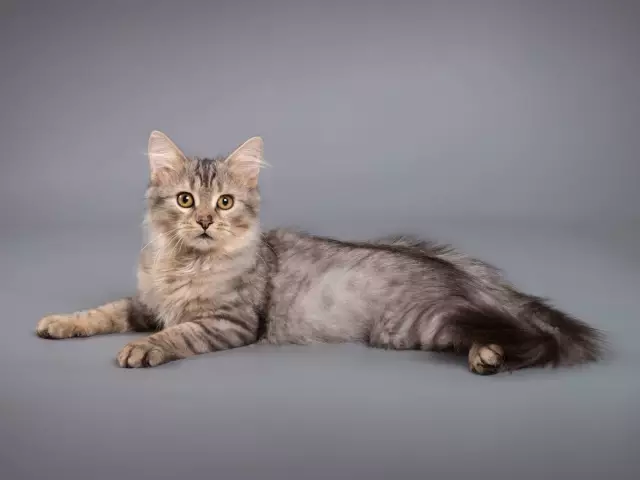 Вы тренируете щенка? Читайте «Мальчик, который был воспитан как собака»