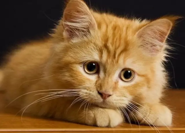Мой 8 Любимых переживаний кошки среди собак в BarkWorld