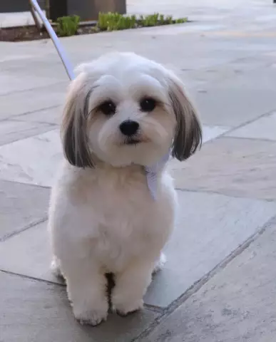 Lulu Therapy Dog Успокоило Скорбящих в Нью-Йоркском похоронном доме