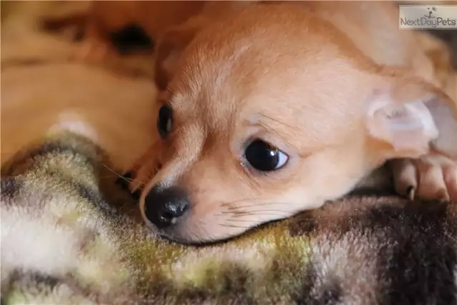 Buster the Chihuahua принимает участие в BUSTER ActivityMat