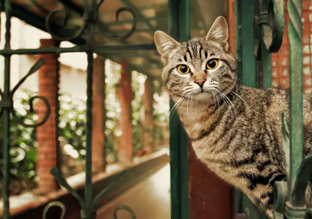 6 Родственники Кошки избегают своих семейных воссоединений