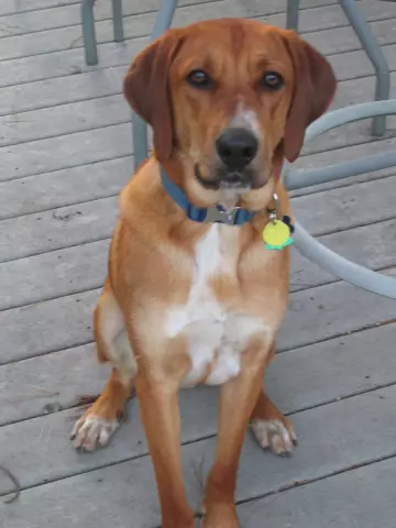 Coop Coonhound и Mama Dog the Terrier Испытание Chuckit Max Glow