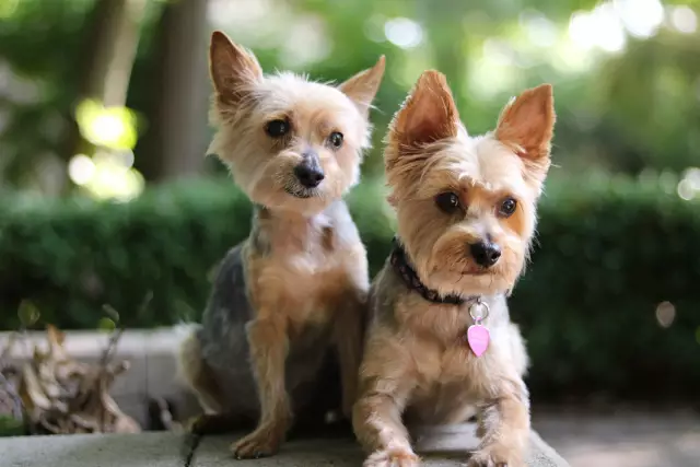 Vinyl Yorkies собирают поклонников на Instagram