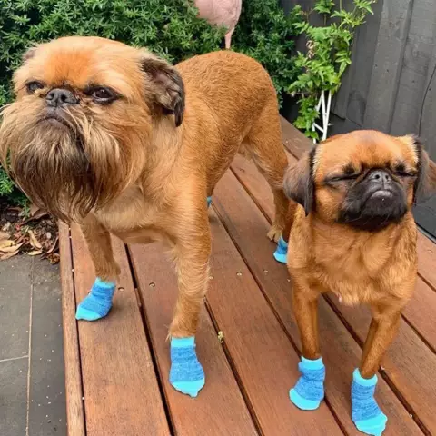 Biggie Griffon известен на Instagram