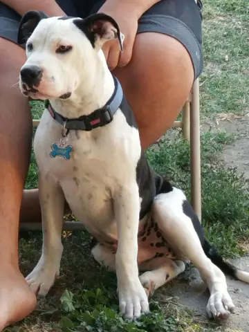 Kylo Знаменитый Pit Bull Puppy теперь помогает другим нуждающимся собакам