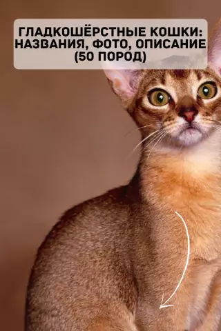 Мы узнаем смесь породы Buddy's с тестом ДНК PetConfirm