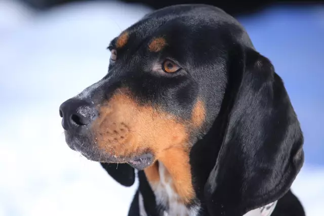 Познакомьтесь с Black and Tan Coonhound, южным заклинателем