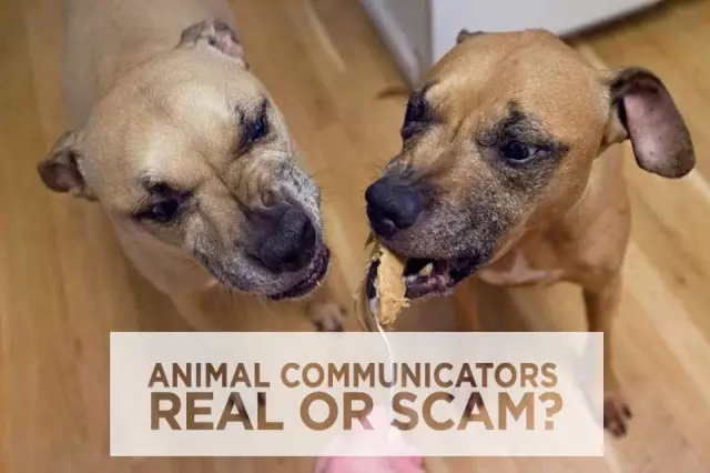 Animal Communicator Tim Link Акции Советы по телепатической связи с собаками