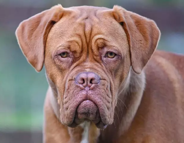 Познакомьтесь с Dogue de Bordeaux: Собака национальной гвардии Франции