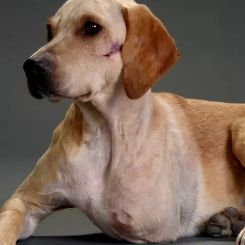 Marshall the Miracle Dog вдохновляет фильм