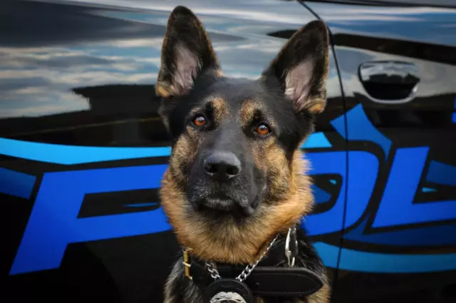 Guardian Angels K9 Fund помогает своей первой полицейской собаке, герою, названному Ароном