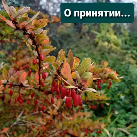 Думая о принятии другой собаки? Сначала рассмотрим эти шесть факторов
