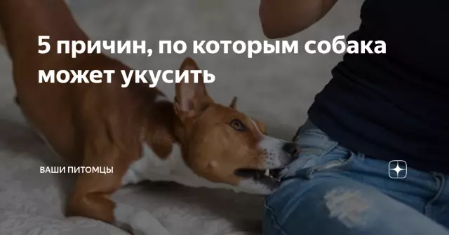 5 причин, по которым моя старшая собака является лучшей