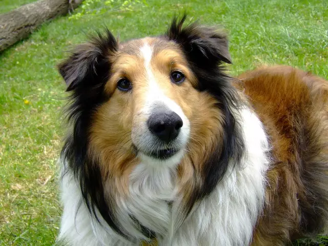 Встречайте Stash, тренировку Pope Collie Pup, чтобы стать лавинной собакой
