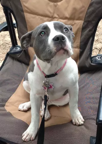 Vid We Love: Sweet Pit Bull Воспроизведение матери к помету котят